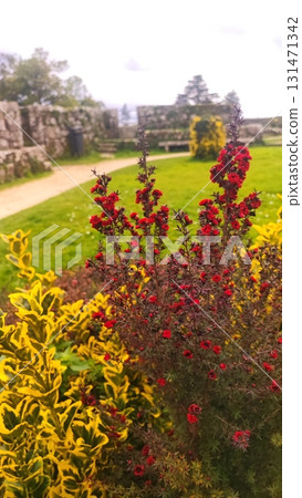 Close-up of blooming red flowers in an autumn garden against a backdrop of fading greenery. Conceptual reference to autumn, the garden's atmosphere, nature, and seasonal beauty. 131471342