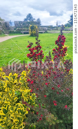 Close-up of blooming red flowers in an autumn garden against a backdrop of fading greenery. Conceptual reference to autumn, the garden's atmosphere, nature, and seasonal beauty. 131471343