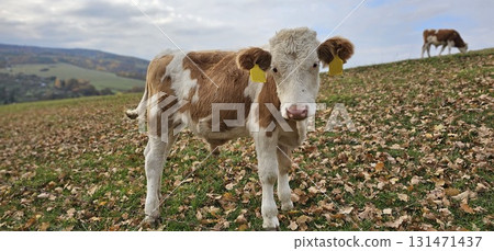 A young brown and white calf stands on a sloped autumn pasture A young brown and white calf stands on a sloped autumn pasture 131471437