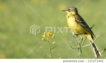 A yellow wagtail perches on a wildflower stem 131471442