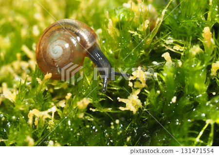 A type of sea snail (adult snail, approximately 3 mm) 131471554