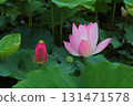  Lotus 131471578