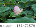  Lotus 131471579