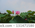  Lotus 131471580