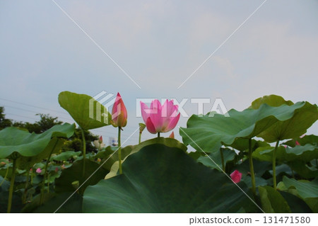 Lotus Lotus 131471580