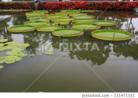 Dawanglian 131471581