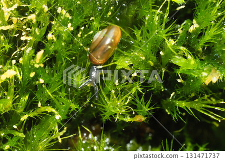 A type of sea snail (adult snail, approximately 3 mm) 131471737