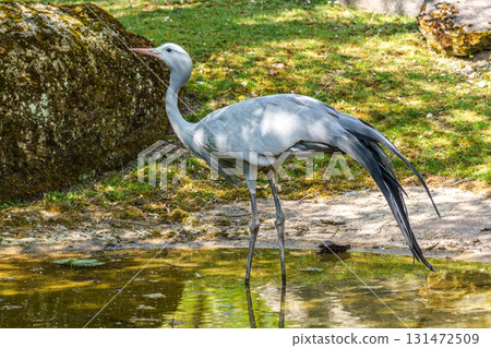 The Blue Crane, Grus paradisea, is an endangered bird 131472509