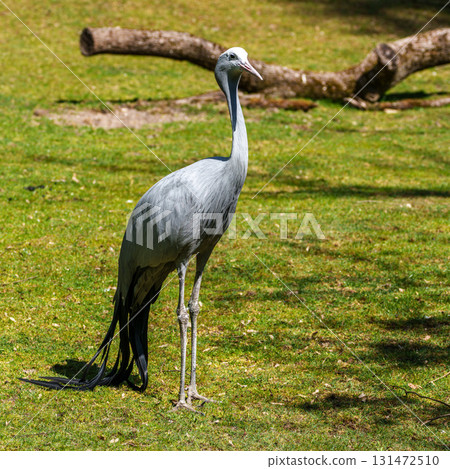 The Blue Crane, Grus paradisea, is an endangered bird 131472510