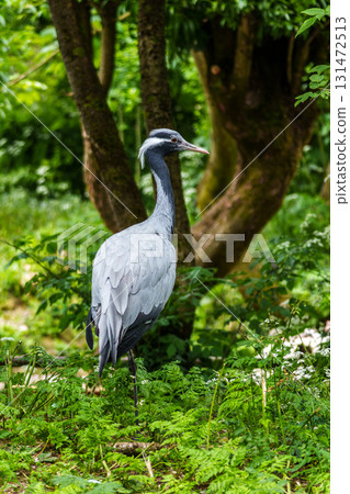 Demoiselle Crane, Anthropoides virgo are living in the bright green meadow during the day time Demoiselle Crane, Anthropoides virgo are living in the bright green meadow during the day time 131472513