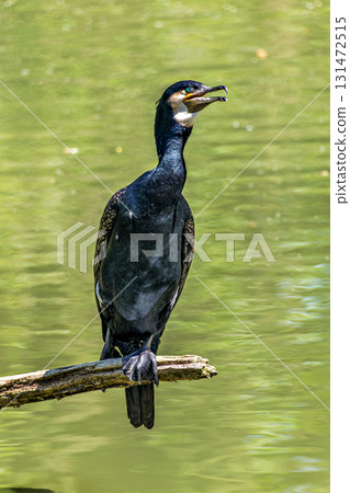 The great cormorant, Phalacrocorax carbo sitting on a branch The great cormorant, Phalacrocorax carbo sitting on a branch 131472515