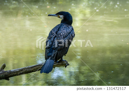 The great cormorant, Phalacrocorax carbo sitting on a branch 131472517