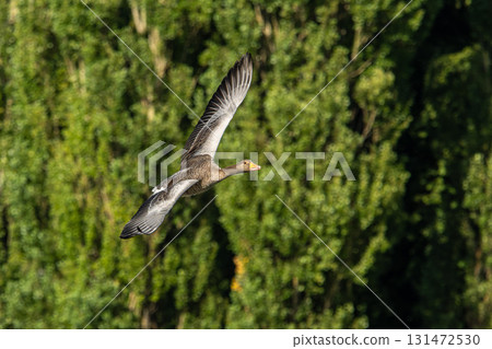 The flying greylag goose, Anser anser is a species of large goose 131472530