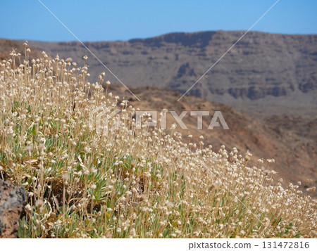A field of small white flowers grows on a rocky hillside in volcano Teide National Park, Tenerife. A field of small white flowers grows on a rocky hillside in volcano Teide National Park, Tenerife. 131472816