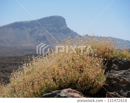 A field of small white flowers grows on a rocky hillside in Teide National Park, Tenerife. A field of small white flowers grows on a rocky hillside in Teide National Park, Tenerife. 131472818