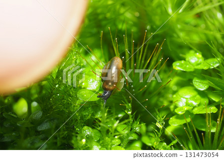A type of mussel (adult snail, approximately 3 mm) and a thumb 131473054