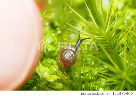 一種貽貝（成年蝸牛，約 3 毫米）和拇指 131473460