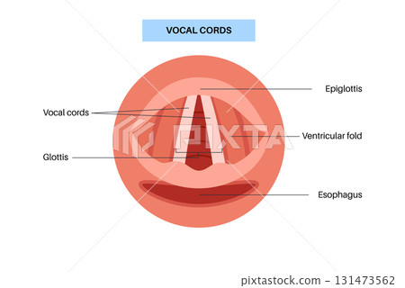 Vocal cords anatomy 131473562
