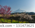 靜岡縣富士宮市的早開櫻花、梅花和富士山 131473625