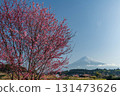 靜岡縣富士宮市的早開櫻花和富士山 131473626
