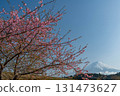 靜岡縣富士宮市的早開櫻花和富士山 131473627