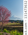 靜岡縣富士宮市的早開櫻花和富士山 131473632