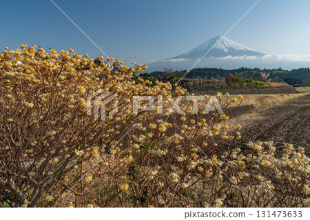 靜岡縣富士宮市的三俁和富士山 靜岡縣富士宮市的三俁和富士山 131473633