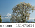 靜岡縣富士宮市的木蘭和富士山 131473634