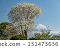 靜岡縣富士宮市的木蘭和富士山 131473636