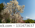 靜岡縣富士宮市的木蘭和富士山 131473637