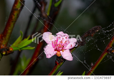 Peach tree flower in the garden 131473697