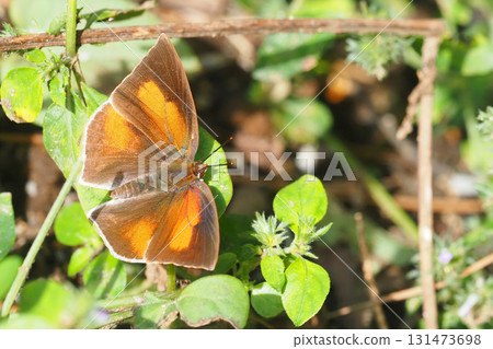 Virgin fish (male) 131473698