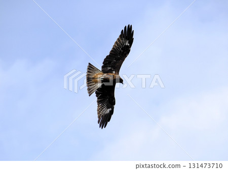 Wild black kite 131473710
