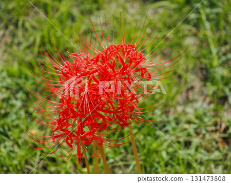 red spider lily red spider lily 131473808