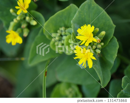 Landscape with Hosobawadan Landscape with Hosobawadan 131473868