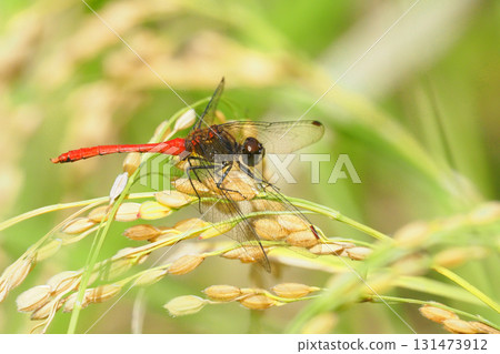 Mayutate Akane(男)停在米耳中 Mayutate Akane(男)停在米耳中 131473912