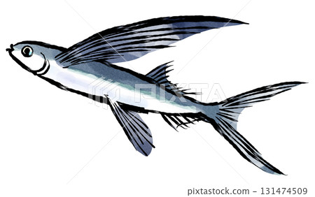 Brush painting illustration_Flying fish Brush painting illustration_Flying fish 131474509