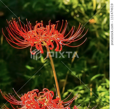 Vibrantly blooming red spider lilies 131474619