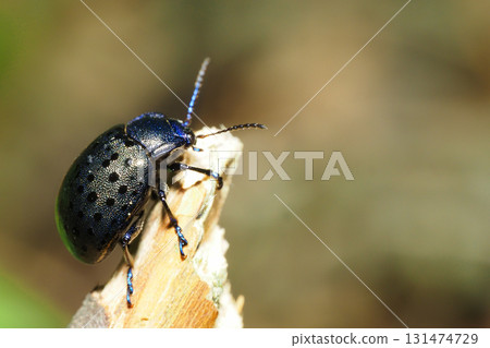 Hakkahamushi 131474729