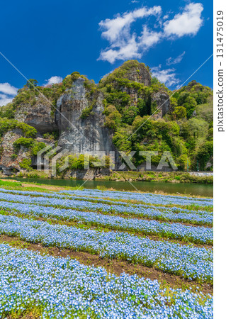 Oita Prefecture: Aonodomon and Nemophila Fields Oita Prefecture: Aonodomon and Nemophila Fields 131475019