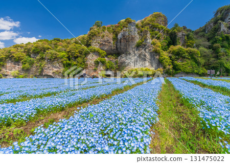大分縣：青野門和粉蝶花田 131475022