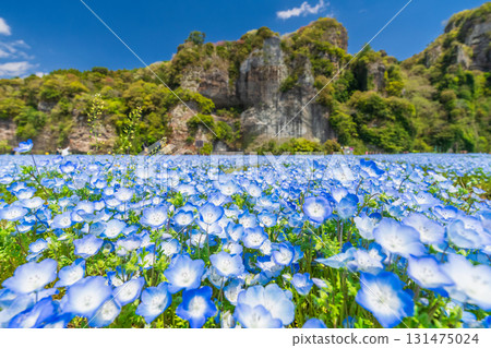 大分縣：青野門和粉蝶花田 131475024