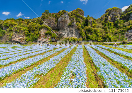 Oita Prefecture: Aonodomon and Nemophila Fields Oita Prefecture: Aonodomon and Nemophila Fields 131475025