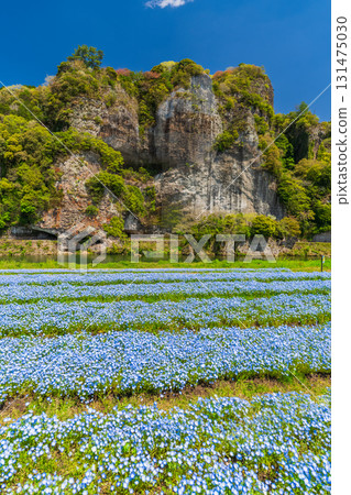 大分縣：青野門和粉蝶花田 131475030