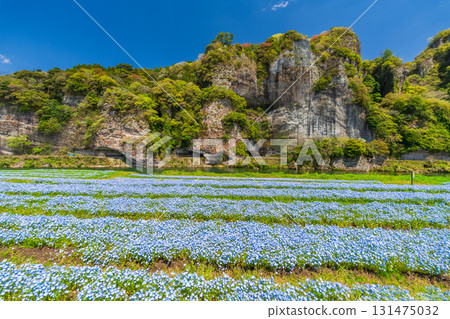 大分縣：青野門和粉蝶花田 131475032
