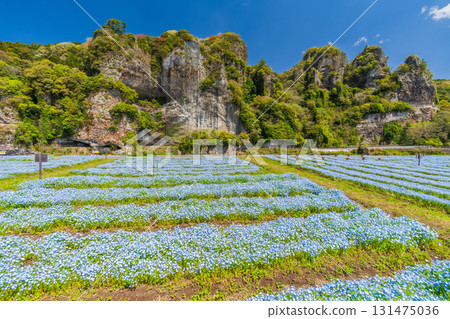 大分縣：青野門和粉蝶花田 131475036