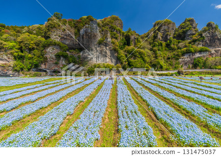 Oita Prefecture: Aonodomon and Nemophila Fields 131475037