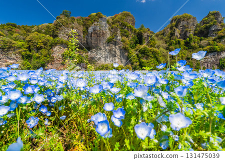 大分縣：青野門和粉蝶花田 131475039