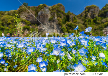 Oita Prefecture: Aonodomon and Nemophila Fields 131475040