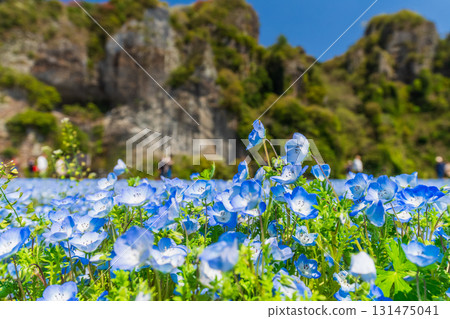 Oita Prefecture: Aonodomon and Nemophila Fields Oita Prefecture: Aonodomon and Nemophila Fields 131475041